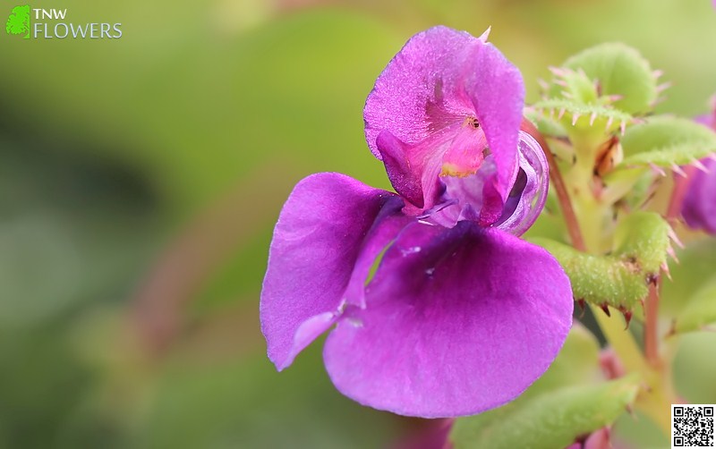 Rosemary-leaved Balsam